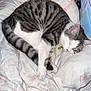cat, sleeping, tabby, white, gray, blanket, toy, floor, indoor, pet, cozy, curled_up, resting, fur, whiskers, paw, domestic, cute, animal, relaxation