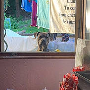 Layonne participe au concours pour gagner de l'argent avec cette photo : animal, background, bag, clothesline, curious, daylight, dog, fabric, fence, greenery, household, indoor, laundry, outdoor, pet, plastic, towel, tree, window, wood