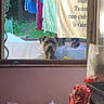 animal, background, bag, clothesline, curious, daylight, dog, fabric, fence, greenery, household, indoor, laundry, outdoor, pet, plastic, towel, tree, window, wood