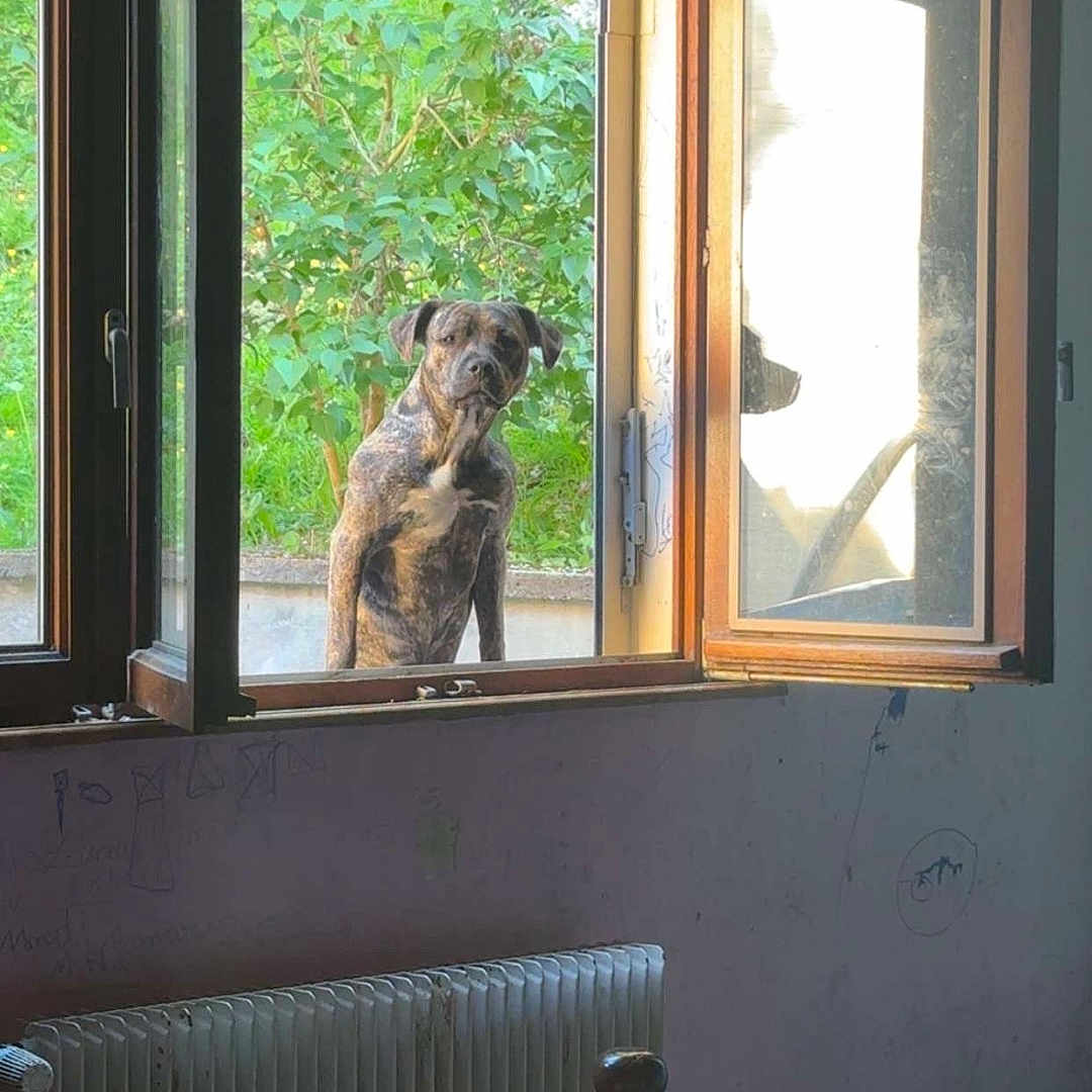Layonne a rejoint le concours — aidez-le/la à gagner de superbes lots ! dog, window, bed, radiator, indoor, outdoor, sunlight, reflection, curious, furniture, blanket, wood, greenery, wall, open_window, pet, daylight, room, animal, brindle