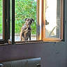 animal, bed, bedroom, blanket, cozy, curious_dog, dog, furniture, greenery, indoor, messy, outdoor, pet, plants, radiator, resting_dog, shadow, sunlight, window, wooden_frame