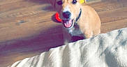 Daisy a rejoint le concours — aidez-le/la à gagner de superbes lots ! animal, blanket, building_blocks, cable, colorful, cute, dog, floor, happy, home, indoor, looking_up, pet, pet_bed, playful, puppy, room, toys, wooden_floor, young_dog