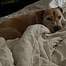 Daisy a rejoint le concours — aidez-le/la à gagner de superbes lots ! animal, bed, blanket, brown, canine, comfortable, cozy, dog, domestic, fur, furniture, indoor, pet, relaxed, resting, sleep, sleepy, soft, white, wood