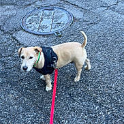 Daisy a rejoint le concours — aidez-le/la à gagner de superbes lots ! alert, animal, asphalt, canine, collar, curious, daylight, dog, harness, leash, manhole_cover, outdoor, pavement, pet, sidewalk, small_dog, street, urban, walking, walking_dog