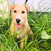 Daisy a rejoint le concours — aidez-le/la à gagner de superbes lots ! dog, grass, outdoor, pet, animal, tongue_out, happy, nature, greenery, leash, scruffy, canine, fur, plant, yard, closeup, face, ears, tongue, sunlight