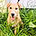 Daisy