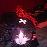 animal, bed, black, blanket, blurry, cat, costume, cozy, dim_light, fur, indoor, patterned_blanket, pet, pirate_hat, plush_toy, red, sleeping_area, whiskers, white, yellow_eyes