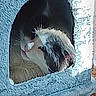 Mittens joined the competition — help win amazing prizes! cat, pet, furry, blue, cubbyhole, cozy, indoor, animal, sleepy, whiskers, face, feline, closeup, texture, soft, resting, cute, furniture, carpet, home