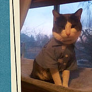 Mittens joined the competition — help win amazing prizes! animal, background, blue, cat, cozy, cute, domestic_cat, feline, furry, home, indoor, looking_away, pet_clothing, portrait, retro_frame, shirt, sitting, soft_light, twilight, window