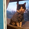 animal, background, blue, cat, cozy, cute, domestic_cat, feline, furry, home, indoor, looking_away, pet_clothing, portrait, retro_frame, shirt, sitting, soft_light, twilight, window