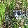 animal, camouflage, cat, daylight, environment, feline, field, grass, greenery, mammal, nature, outdoor, pet, plant, stealth, tail, tall_grass, whiskers, wilderness, wildflowers