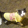 Mittens is registered to the contest to win money with this photo: cat, yellow_shirt, pet_clothing, carpet, indoor, animal, feline, curious, standing, looking_up, black_and_white_cat, fur, domestic_cat, cute, pet, small_animal, whiskers, mammal, companion_animal, house_pet