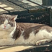 Mittens joined the competition — help win amazing prizes! cat, animal, pet, outdoor, bench, wood, sunlight, shadow, resting, feline, fur, nature, daylight, relaxation, closeup, texture, brown, white, calm, peaceful