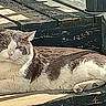 cat, animal, pet, outdoor, bench, wood, sunlight, shadow, resting, feline, fur, nature, daylight, relaxation, closeup, texture, brown, white, calm, peaceful