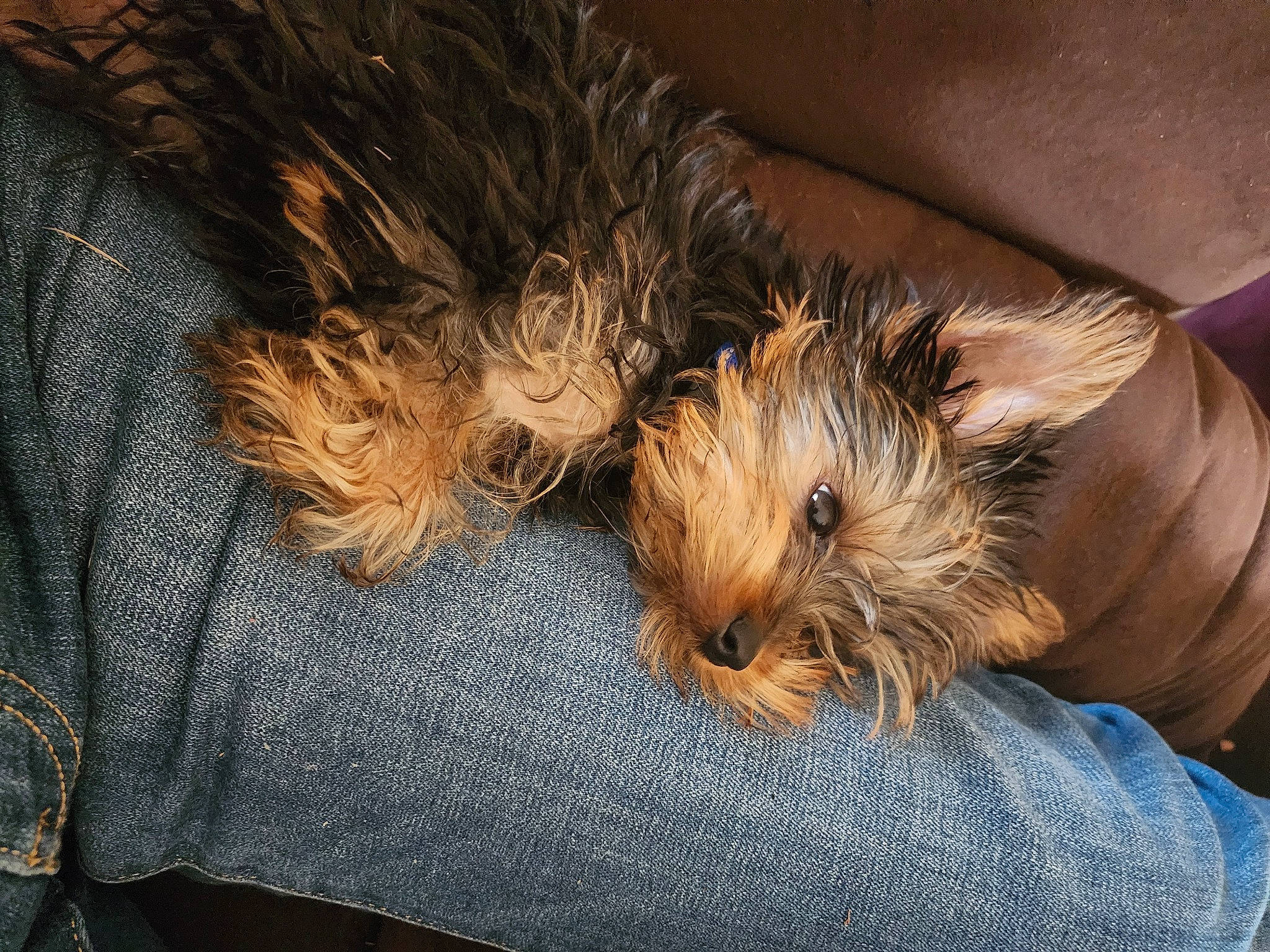 Hunter joined the competition — help win amazing prizes! carnivore, comfort, companion_dog, dog, dog_breed, fawn, fur, liver, paw, small_terrier, sporting_group, terrier, toy_dog, whiskers, yorkipoo, yorkshire_terrier