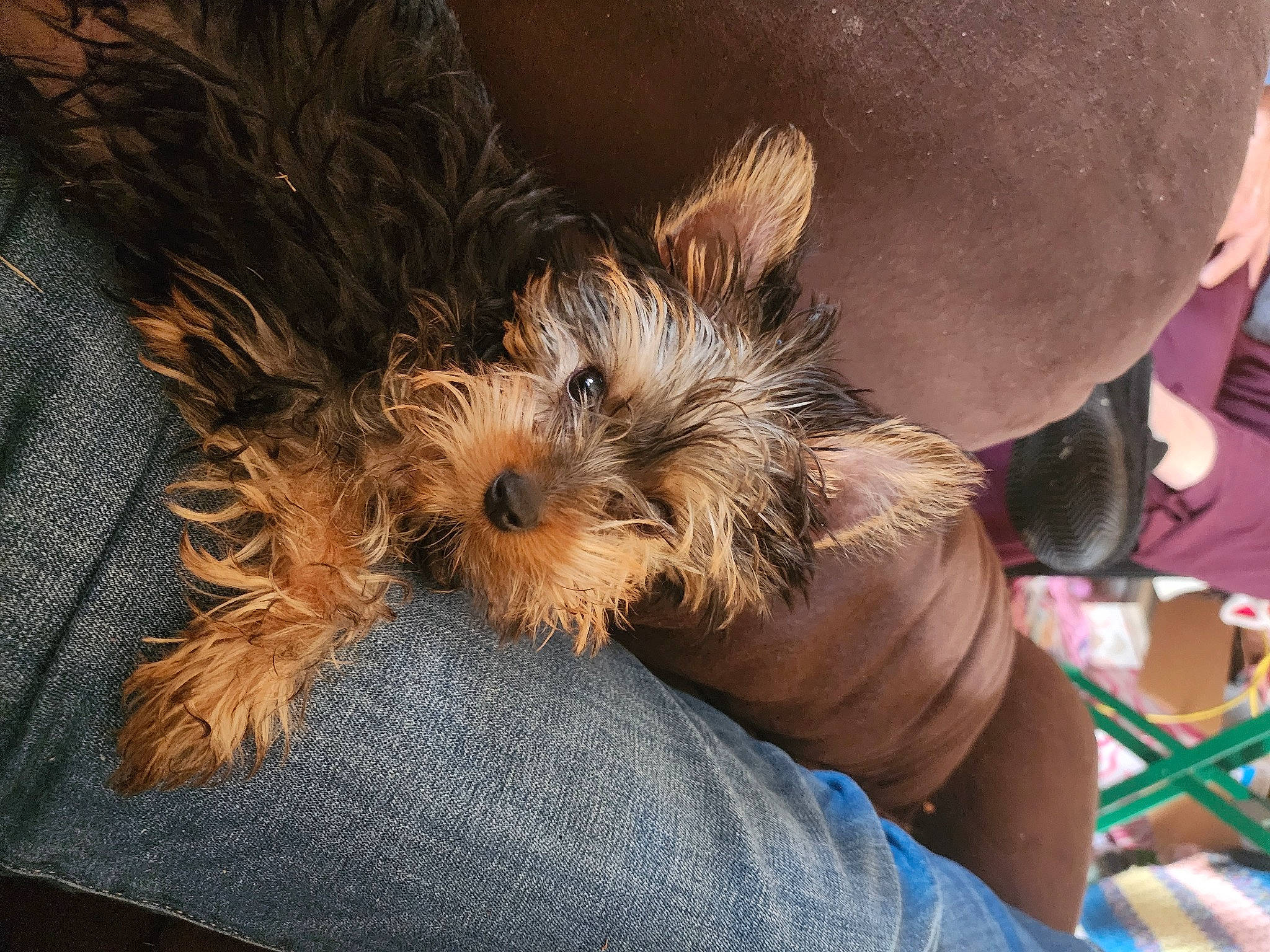 Hunter is registered to the contest to win money with this photo: canidae, carnivore, companion_dog, dog, dog_breed, fawn, fur, hat, mammal, paw, puppy, small_terrier, snout, sporting_group, terrier, toy_dog, vertebrate, working_animal, yorkipoo, yorkshire_terrier