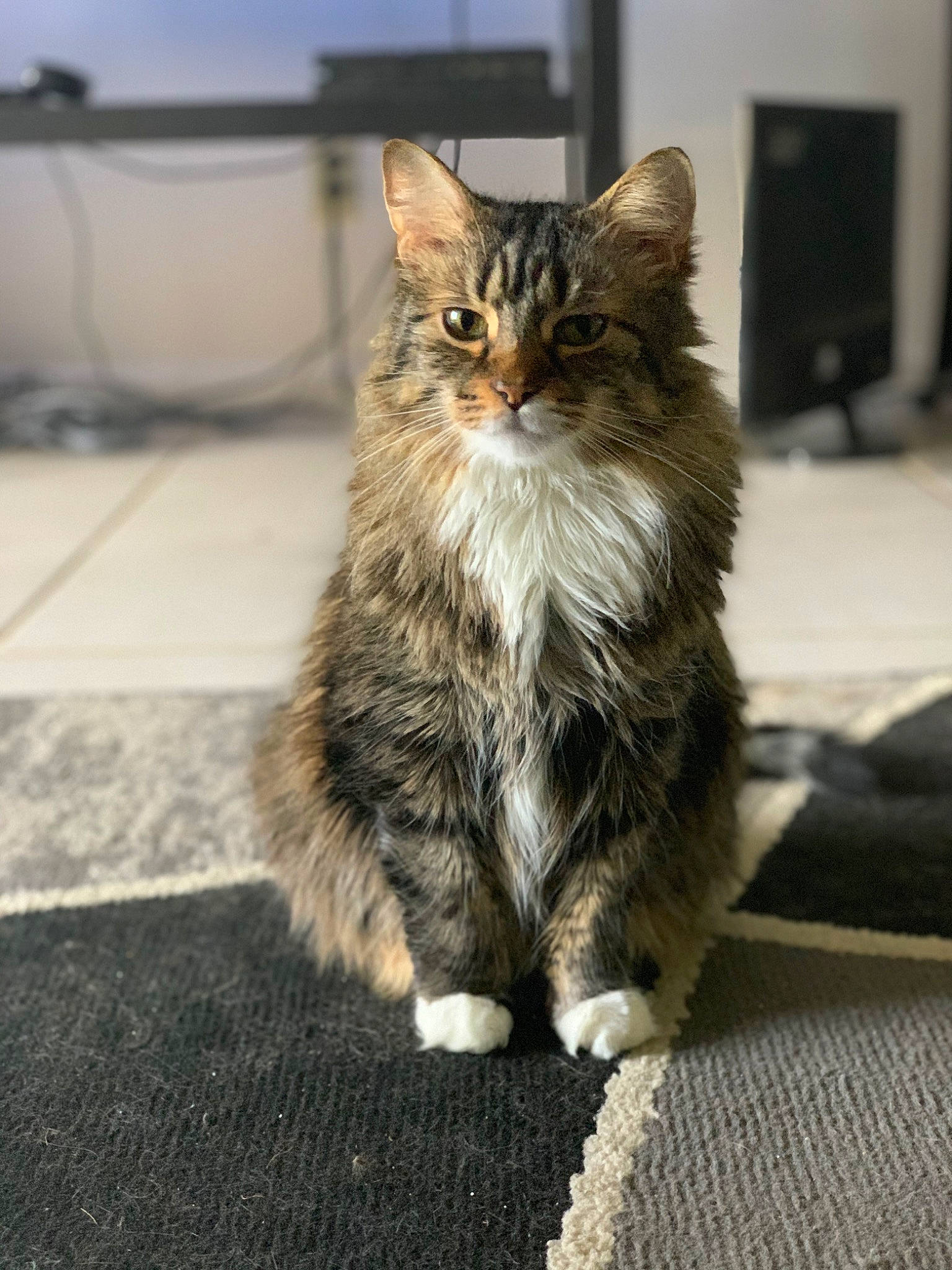 Fluff joined the competition — help win amazing prizes! asphalt, carnivore, cat, claw, domestic_short_haired_cat, felidae, flooring, fur, grey, maine_coon, parking, paw, road_surface, sitting, small_to_medium_sized_cats, snout, street, tail, terrestrial_animal, whiskers