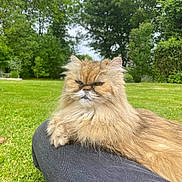 Noisette participe au concours pour gagner de l'argent avec cette photo : animal, cat, cute, daylight, expression, feline, fluffy, fur, garden, grass, greenery, mammal, nature, outdoor, persian_cat, person_leg, pet, relaxed, resting, summer