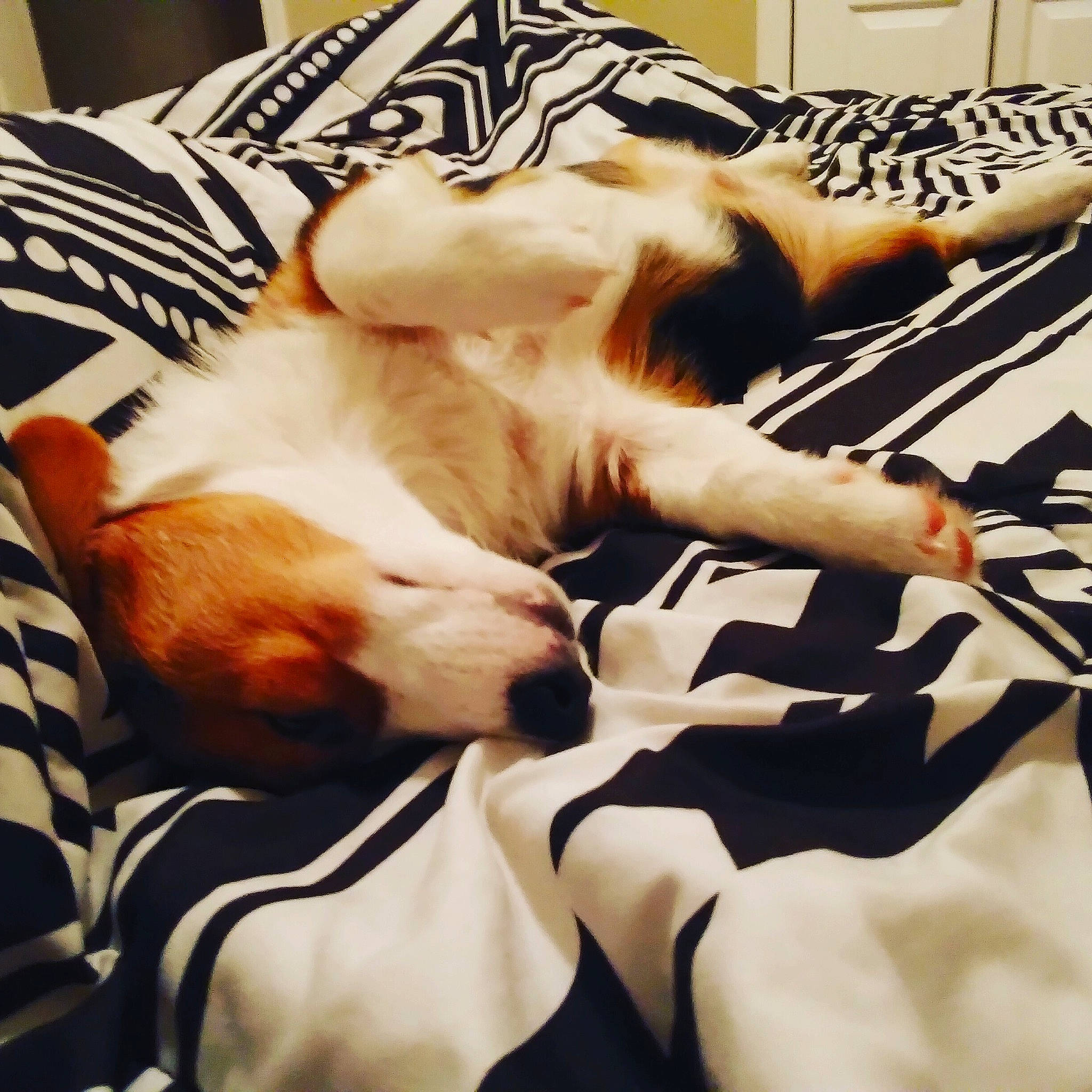 Dio joined the competition — help win amazing prizes! bed_sheet, canidae, carnivore, cat, comfort, companion_dog, couch, dog, dog_breed, felidae, fur, furniture, kitten, linens, nap, non_sporting_group, puppy, sleep, small_to_medium_sized_cats, sporting_group