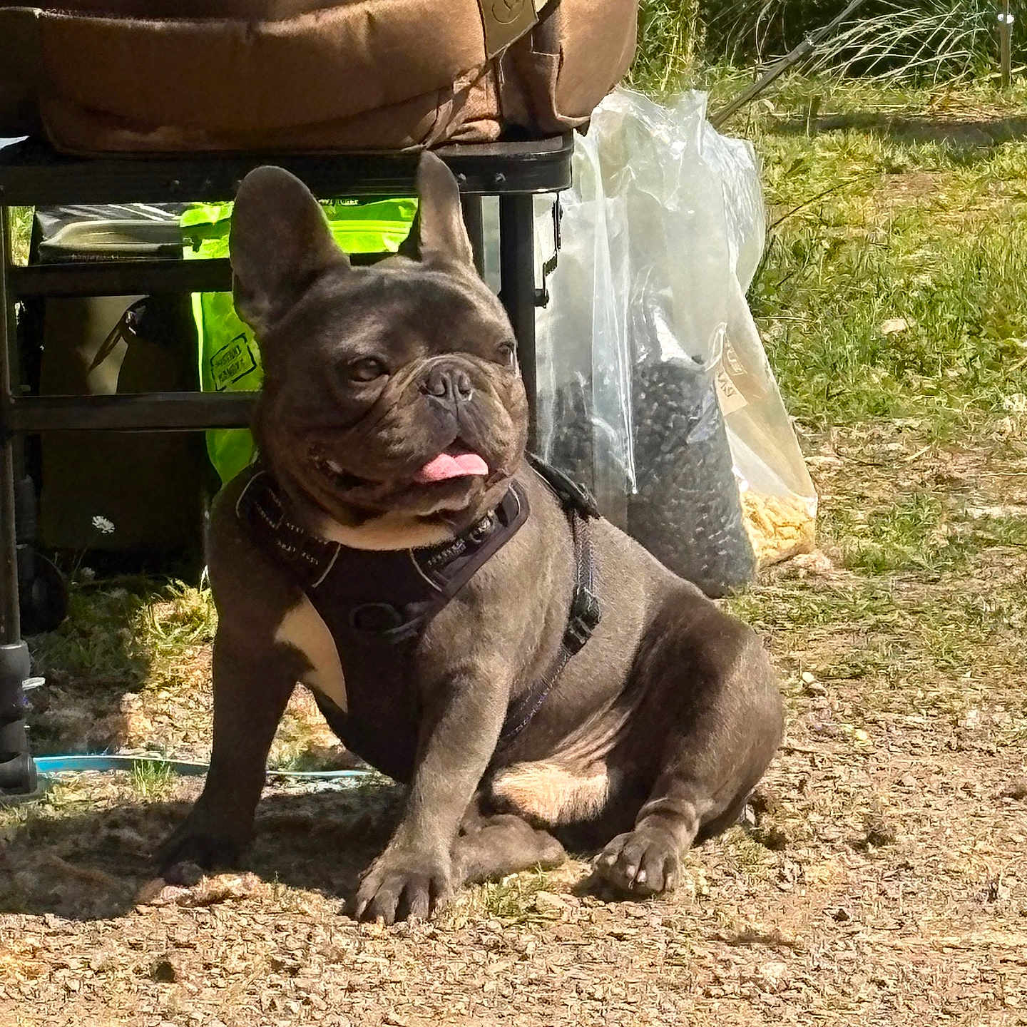 Guizmo participe au concours pour gagner de l'argent avec cette photo : animal, canine, closeup, companion, cute, daytime, dirt, dog, french_bulldog, grass, harness, leisure, nature, outdoor, pet, playful, relaxed, sitting, sunlight, tongue_out