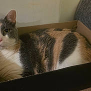 Regina is registered to the contest to win money with this photo: animal, calico, cardboard_box, carpet, cat, companion, cozy, cute, ears, face, feline, fur, home, indoor, looking_at_camera, pet, relaxed, resting, scratch_post, whiskers