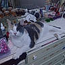Regina is registered to the contest to win money with this photo: bottles, calico_cat, cat, clutter, container, cosmetics, dresser, eyeshadow, eyewear, furniture, indoor, lipstick, makeup, mirror, pet, reflection, relaxed, resting, tabletop, vintage