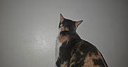 Regina is registered to the contest to win money with this photo: animal, back_view, blank_wall, blanket, calico, cat, cozy, curious, domestic, ears, feline, fur_pattern, home, indoor, pet, quiet, resting_place, soft_texture, still, tail