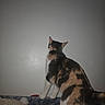 animal, back_view, blank_wall, blanket, calico, cat, cozy, curious, domestic, ears, feline, fur_pattern, home, indoor, pet, quiet, resting_place, soft_texture, still, tail