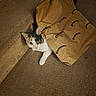 Regina is registered to the contest to win money with this photo: animal, brown, carpet, cat, cozy, curious, cute, ears, feline, gray, hiding, home, indoor, paper_bag, paws, pet, playful, stairs, whiskers, white