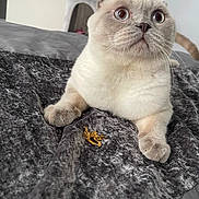 Dino joined the competition — help win amazing prizes! cat, scottish_fold, pet, animal, fur, whiskers, paws, bed, blanket, indoor, curious, wide_eyes, resting, gold_chain, furniture, home, sleeping_area, cute, closeup, portrait