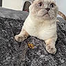 cat, scottish_fold, pet, animal, fur, whiskers, paws, bed, blanket, indoor, curious, wide_eyes, resting, gold_chain, furniture, home, sleeping_area, cute, closeup, portrait