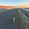 Aïdo participe au concours pour gagner de l'argent avec cette photo : dog, road, leash, frost, grass, sunrise, sunset, sky, outdoor, animal, canine, nature, empty_road, cold, morning, evening, small_dog, rural, scenic, walking