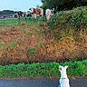 Aïdo participe au concours pour gagner de l'argent avec cette photo : dog, leash, cows, grass, field, road, embankment, trees, sky, outdoor, animal, curious, white_dog, farm, nature, greenery, rural, pets, daytime, walking