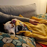 Aïdo participe au concours pour gagner de l'argent avec cette photo : dog, blanket, couch, person, pillow, resting, indoor, cozy, comfort, sleeping, animal, pet, furniture, hand, living_room, soft_lighting, relaxation, warm, snuggling, home