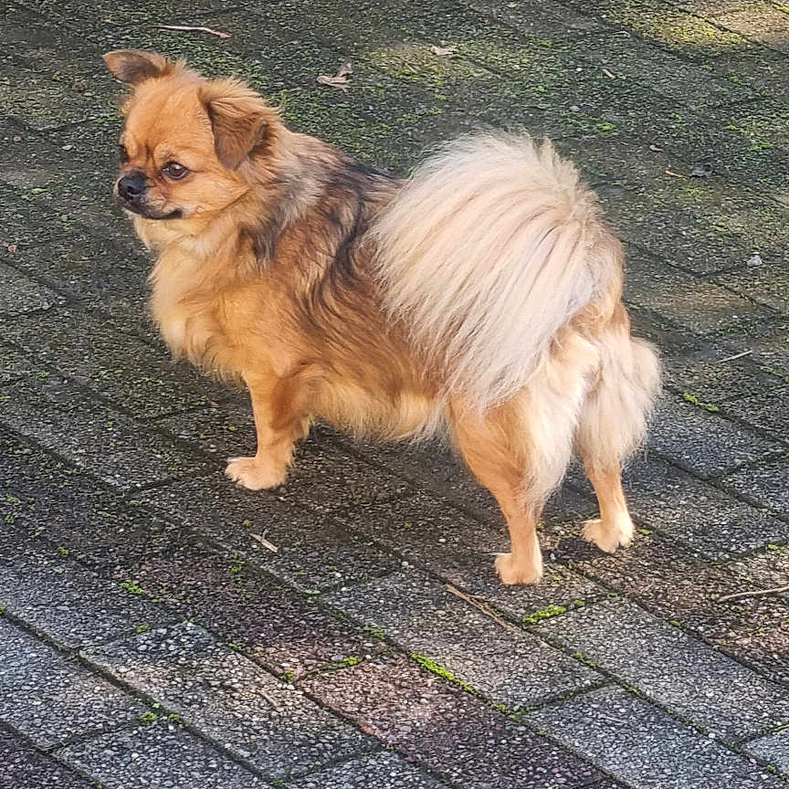 Tess Et Sibelle a rejoint le concours — aidez-le/la à gagner de superbes lots ! accessories, animal, brick, canine, chihuahua, chow, cobblestone, cockerspaniel, dog, flagstone, papillon, path, pet, puppy, road, rock, sidewalk, slate, strap, walkway