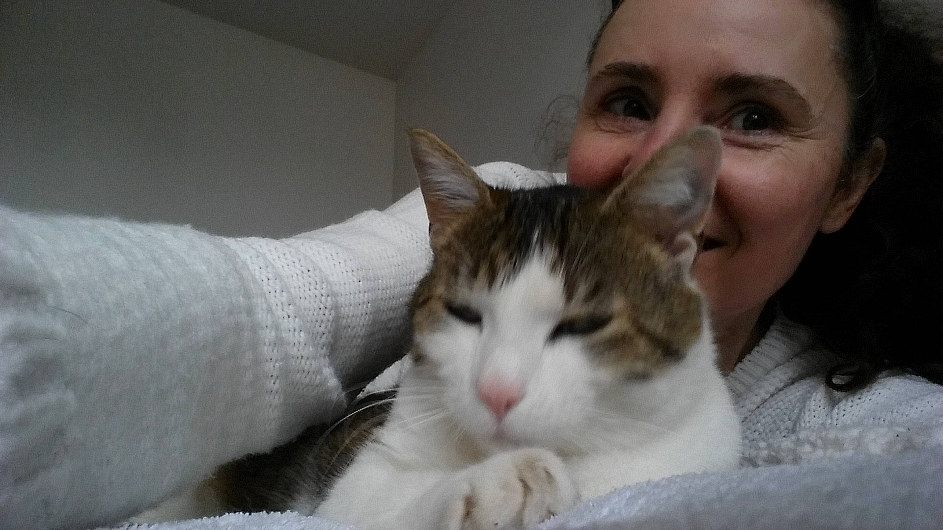 Deux Llitres participe au concours pour gagner de l'argent avec cette photo : aegean_cat, american_wirehair, asian, carnivore, cat, domestic_short_haired_cat, ear, european_shorthair, eye, felidae, fur, joy, kitten, mammal, nose, ojos_azules, person, polydactyl_cat, small_to_medium_sized_cats, snout