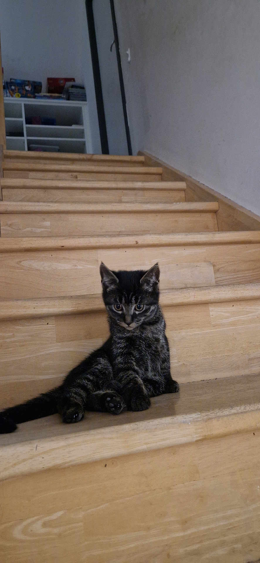 Vodka a rejoint le concours — aidez-le/la à gagner de superbes lots ! kitten, cat, stairs, wooden_stairs, indoor, pet, animal, feline, curious, sitting, young_cat, tabby, fur, whiskers, paws, home, floor, relaxed, cute, domestic