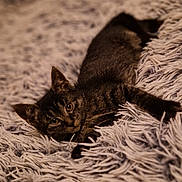 Vodka participe au concours pour gagner de l'argent avec cette photo : cat, tabby, animal, pet, feline, lying_down, blanket, texture, cozy, indoor, fur, whiskers, ears, relaxed, cute, looking, soft, comfort, resting, brown