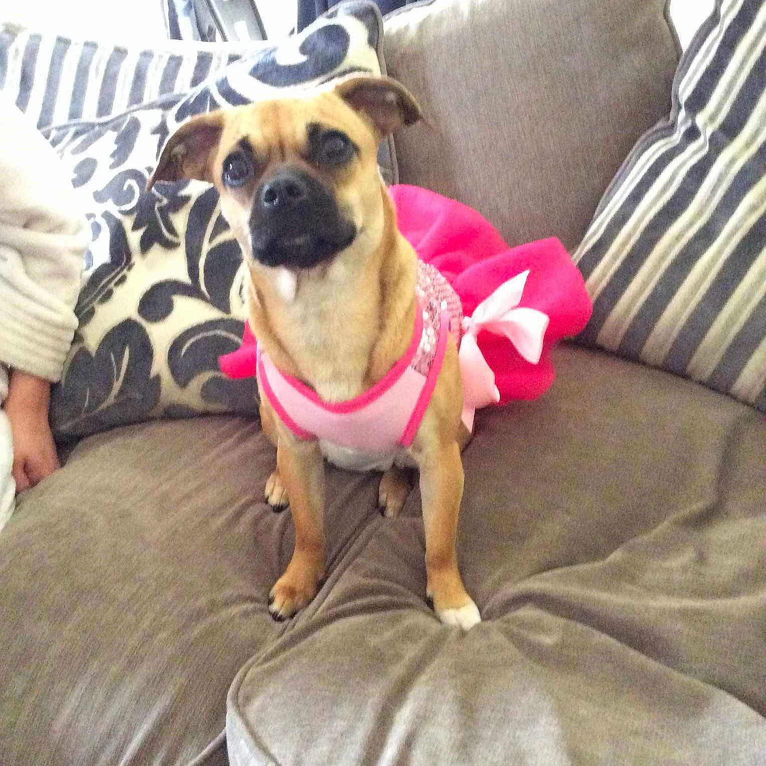 Tilly is registered to the contest to win money with this photo: