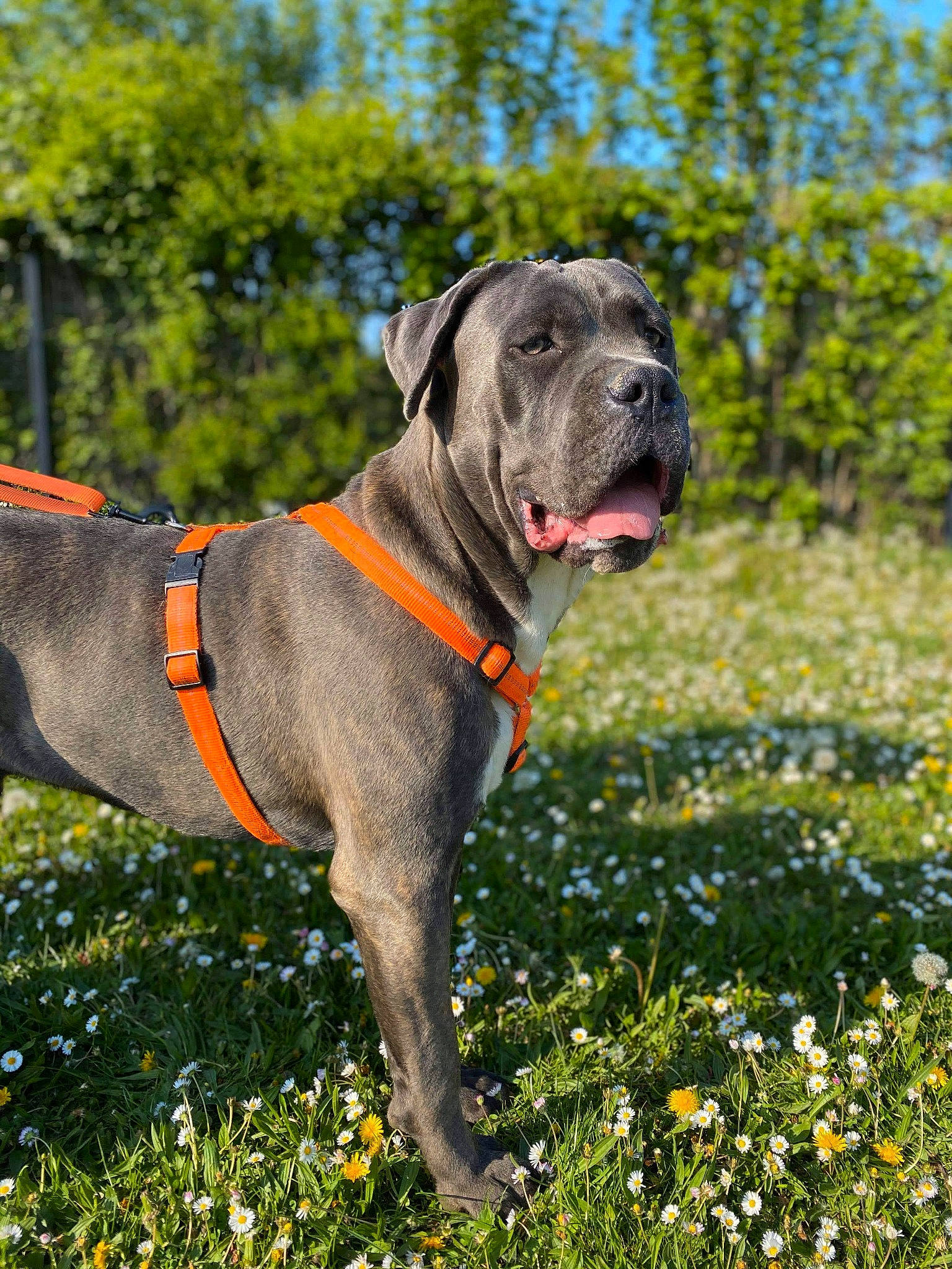 Pako participe au concours pour gagner de l'argent avec cette photo : canidae, carnivore, collar, companion_dog, dog, dog_breed, dog_collar, dog_supply, fawn, flower, grass, groundcover, pet_supply, plant, sky, snout, sporting_group, tree, working_animal, working_dog