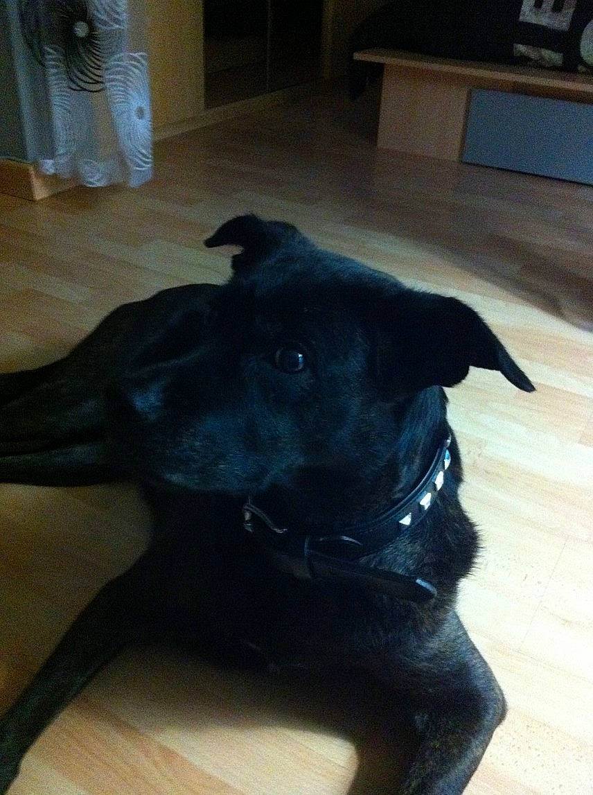 Wendy a rejoint le concours — aidez-le/la à gagner de superbes lots ! borador, canidae, carnivore, collar, companion_dog, dog, dog_breed, dog_collar, drawer, fawn, flooring, guard_dog, gun_dog, hardwood, liver, snout, sporting_group, tail, wood, working_animal