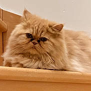 Bella a rejoint le concours — aidez-le/la à gagner de superbes lots ! cat, persian_cat, fluffy, longhaired, cream_colored, pet, animal, feline, portrait, closeup, sitting, wooden_ledge, indoors, warm_lighting, whiskers, round_face, grumpy_expression, looking_at_camera, furry, home