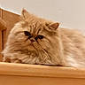 cat, persian_cat, fluffy, longhaired, cream_colored, pet, animal, feline, portrait, closeup, sitting, wooden_ledge, indoors, warm_lighting, whiskers, round_face, grumpy_expression, looking_at_camera, furry, home