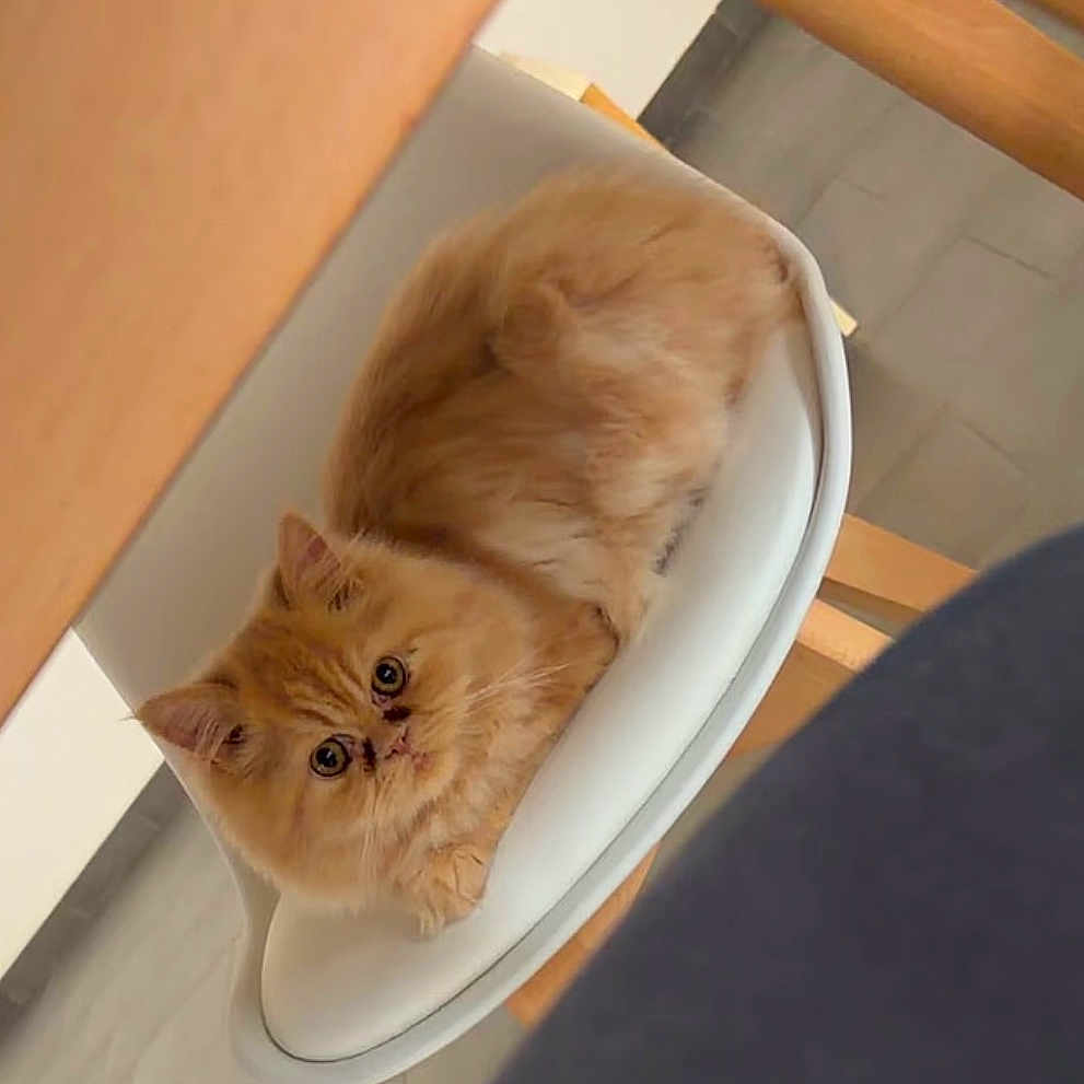 Bella a rejoint le concours — aidez-le/la à gagner de superbes lots ! cat, orange_cat, fluffy, long_hair, pet, animal, sitting, curled_up, chair, white_chair, indoors, home, wood, wooden_furniture, tile_floor, cozy, portrait, looking_at_camera, cute, relaxed