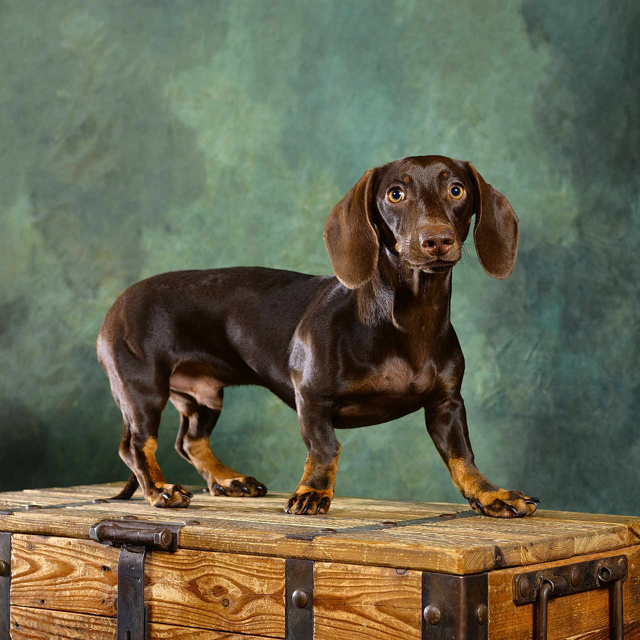 Asko a rejoint le concours — aidez-le/la à gagner de superbes lots ! dog, dachshund, brown_dog, standing, pet, animal, long_body, floppy_ears, short_legs, portrait, studio, wooden_trunk, vintage, wood, leather, backdrop, photography, centered, glossy_coat, treasure_chest