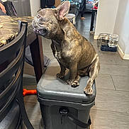 Lenny joined the competition — help win amazing prizes! dog, french_bulldog, pet, indoor, cooler, floor, chair, table, child, virtual_reality, vr_headset, living_room, tile_floor, water_bowl, toy, curious, brown, brindle, sitting, household
