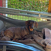 Lune a rejoint le concours — aidez-le/la à gagner de superbes lots ! dog, dachshund, pet, blanket, brown_blanket, lounge_chair, patio, outdoor, fence, mesh, wooden_rail, greenery, relaxed, portrait, canine, fur, ears, eyes, cozy, daylight
