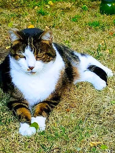 Simba a rejoint le concours — aidez-le/la à gagner de superbes lots ! art, carnivore, cat, domestic_short_haired_cat, felidae, fur, grass, green, groundcover, lawn, paw, plant, sitting, small_to_medium_sized_cats, snout, tail, terrestrial_animal, tree, whiskers, wildlife