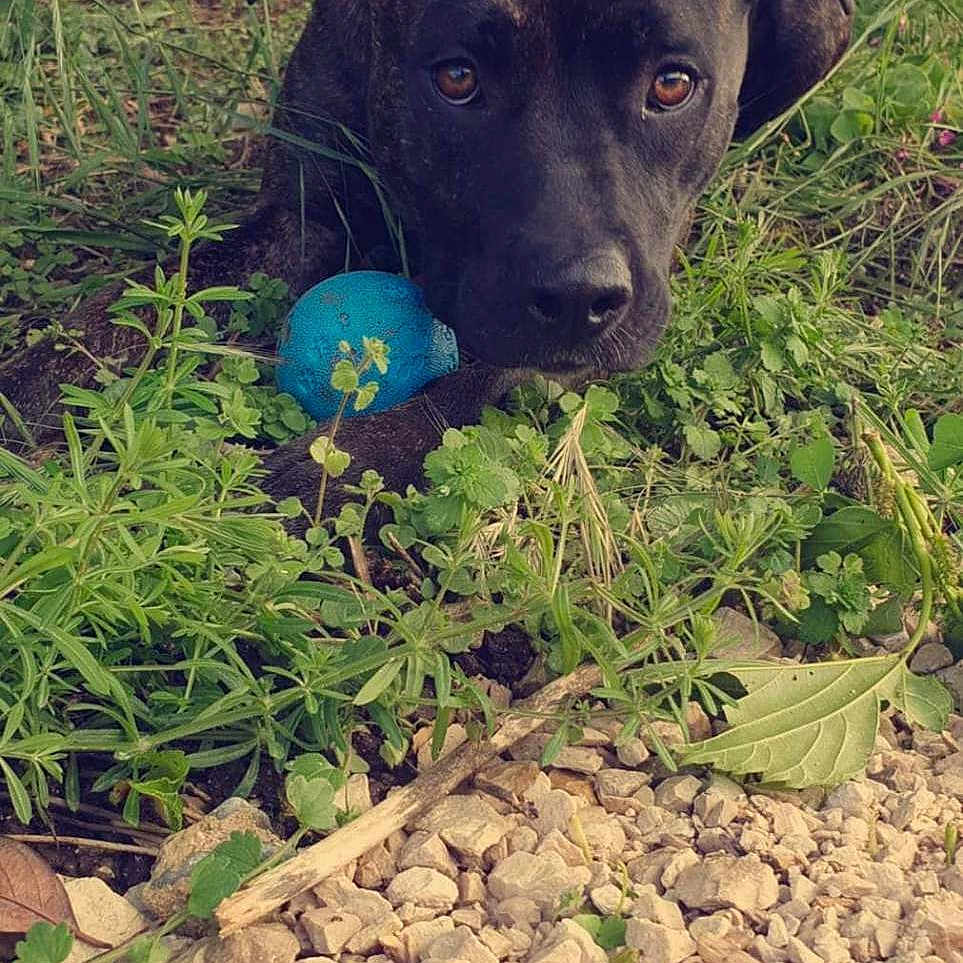 Haya a rejoint le concours — aidez-le/la à gagner de superbes lots ! animal, ball, canine, dog, football, grass, green, leaf, pet, photography, plant, rock, soccer, soccerball, soil, sphere, sport, tennis, tennisball, vegetation