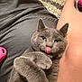 cat, gray_cat, pet, tongue_out, paw, fur, whiskers, eyes, collar, human_leg, blanket, rug, toy, indoor, close_up, relaxed, cute, playful, portrait, cozy
